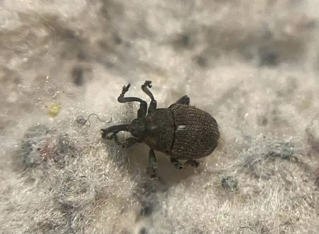 Glocianus punctiger - ékeltfarú gömbdedormányos