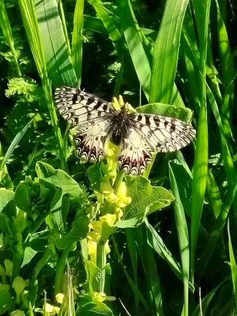 Zerynthia polyxena - farkasalmalepke