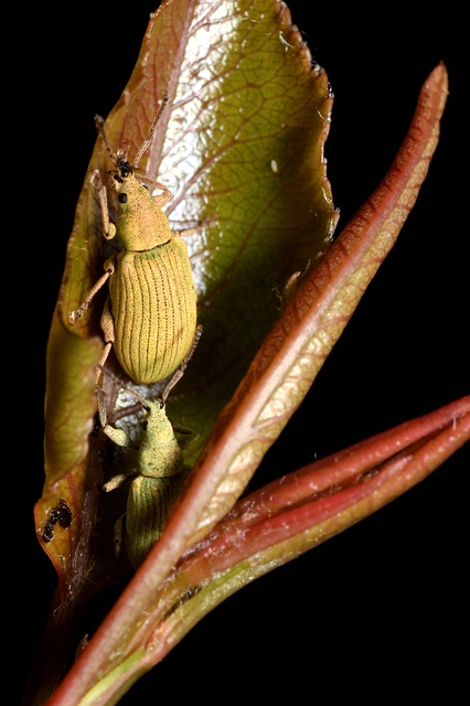 Phyllobius virideaeris - halványzöld levélormányos