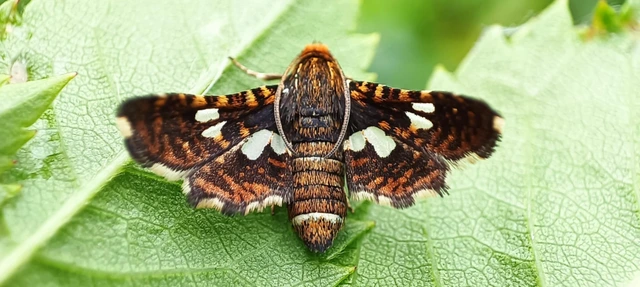 Thyris fenestrella - gyakori ablakosmoly