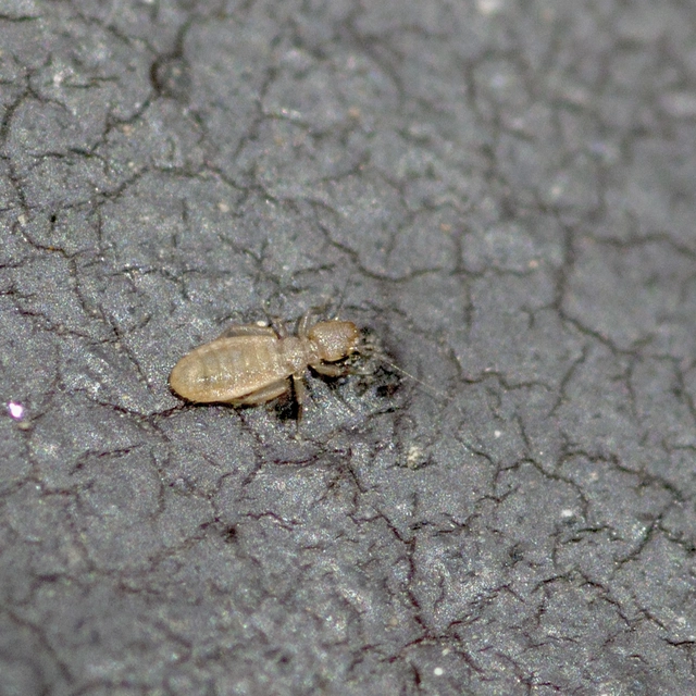 Psocoptera - Fürgetetvek