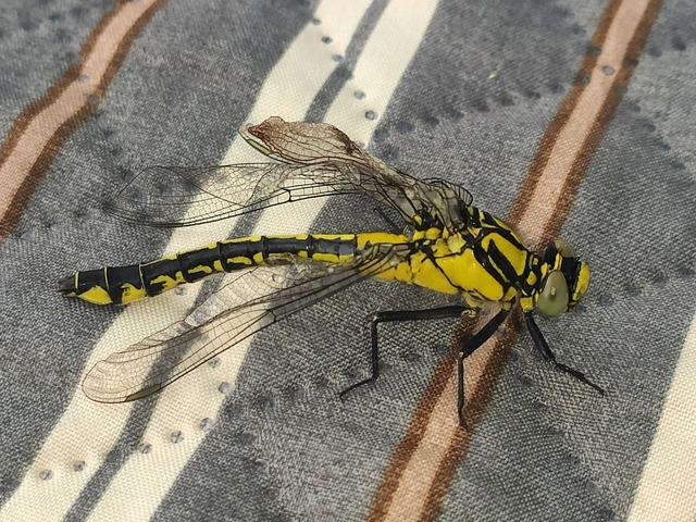 Gomphus vulgatissimus - feketelábú folyami-szitakötő Gomphus vulgatissimus - feketelábú folyami-szitakötő