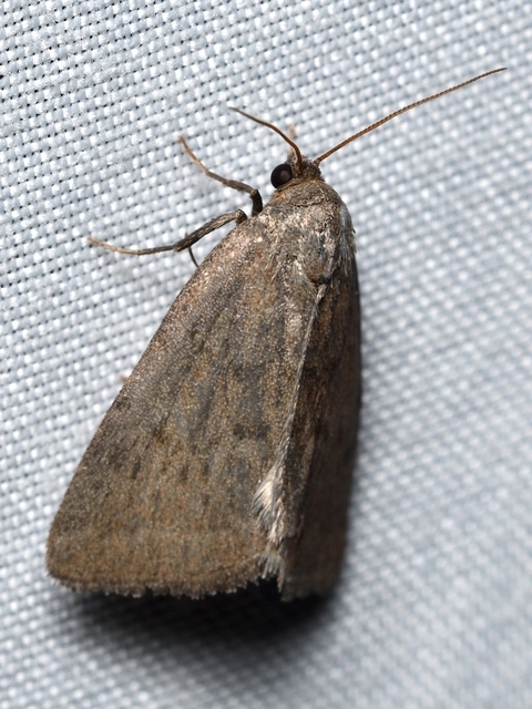 Acosmetia caliginosa - imolabagoly
