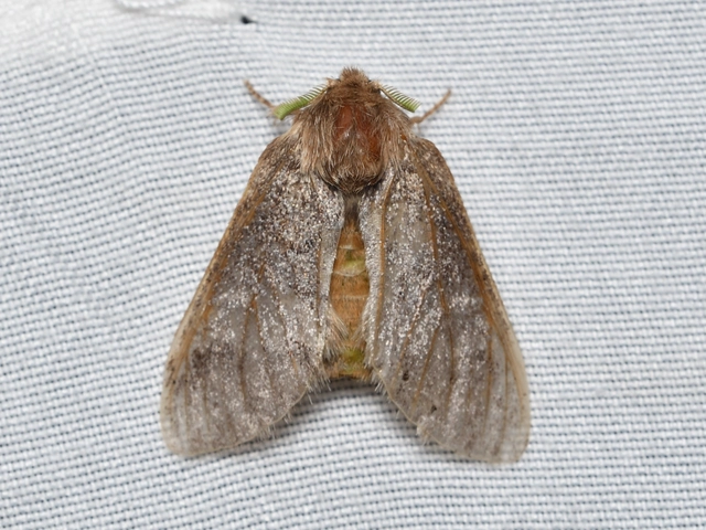 Drymonia dodonea - bélyeges púposszövő