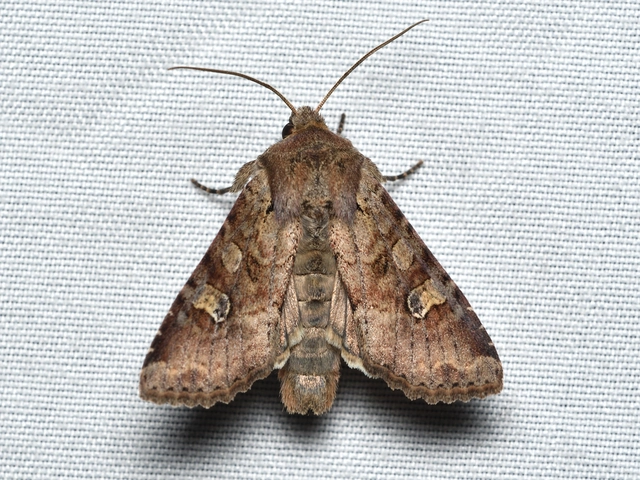 Apamea sordens - kalászrágó dudvabagoly