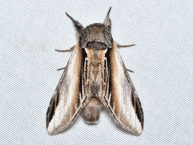 Pheosia tremula - nyárfa-púposszövő