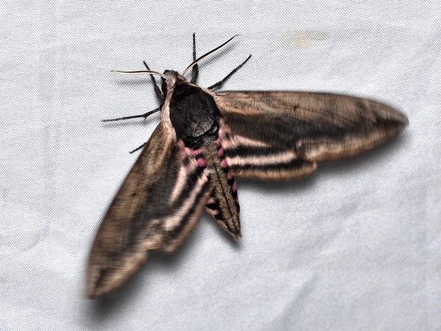 Sphinx ligustri - fagyalszender