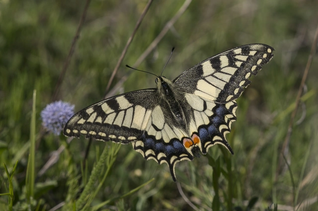 Papilio machaon - fecskefarkú lepke