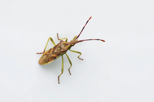 Gonocerus juniperi - boróka-karimáspoloska