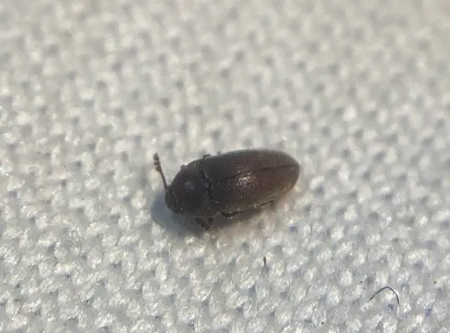 Trixagus elateroides - kis merevbogár