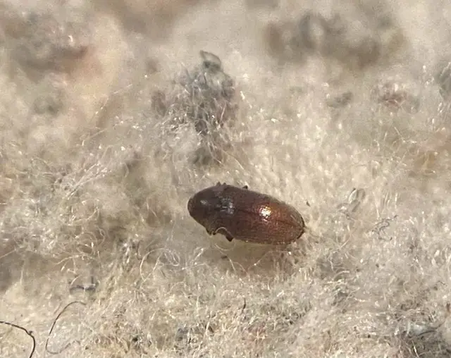 Trixagus exul