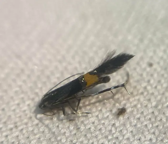 Cosmopterix