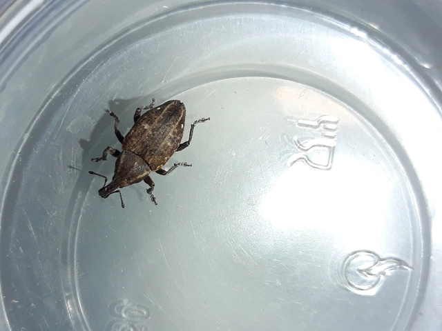 Lepyrus capucinus - pettyes fűzormányos