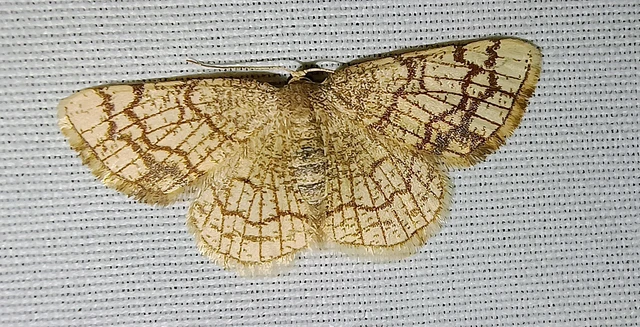 Stegania dilectaria - fehérnyár-araszoló