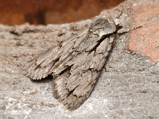 Acronicta cuspis/tridens/psi