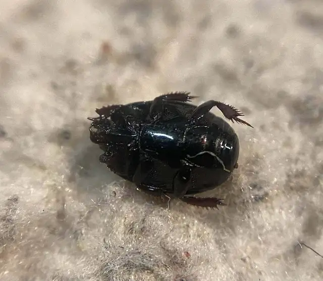 Atholus corvinus - hollófekete sutabogár