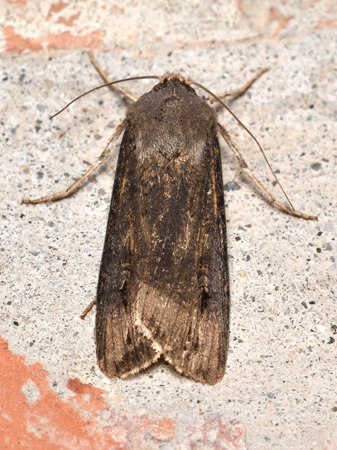 Agrotis ipsilon - nagy földibagoly
