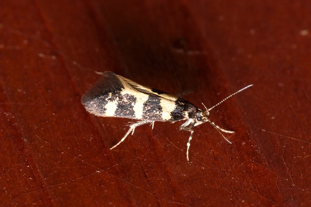 Denisia augustella - zebramoly