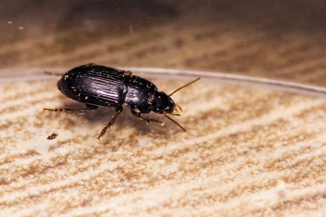 Harpalus pumilus - törpe lomhafutó