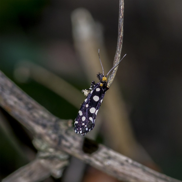 Euplocamus anthracinalis - fésűscsápú korhadékmoly
