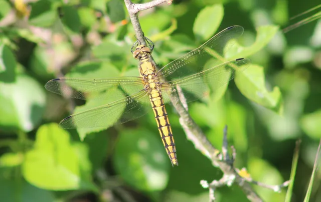 Orthetrum cancellatum - feketefarkú pásztorszitakötő