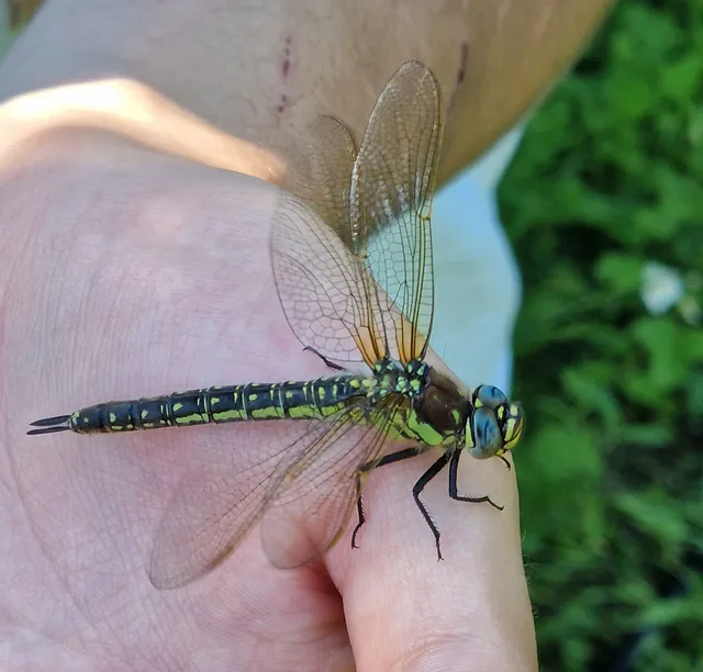 Brachytron pratense - szőrös karcsúacsa