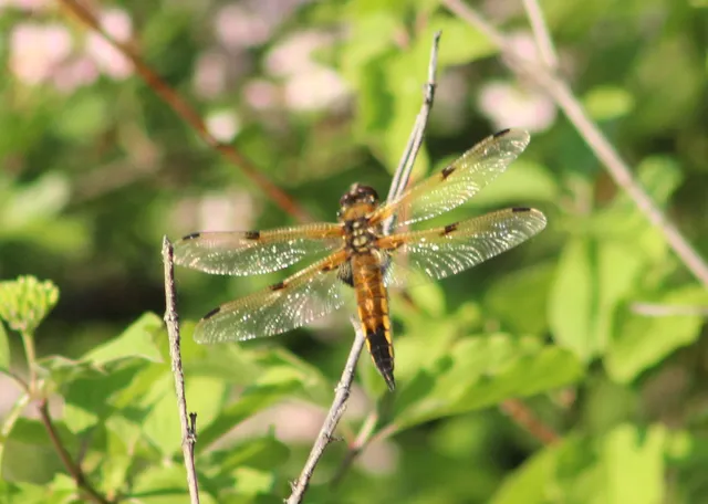 Libellula quadrimaculata - négyfoltos laposacsa