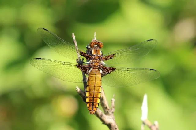 Libellula depressa - széles laposacsa