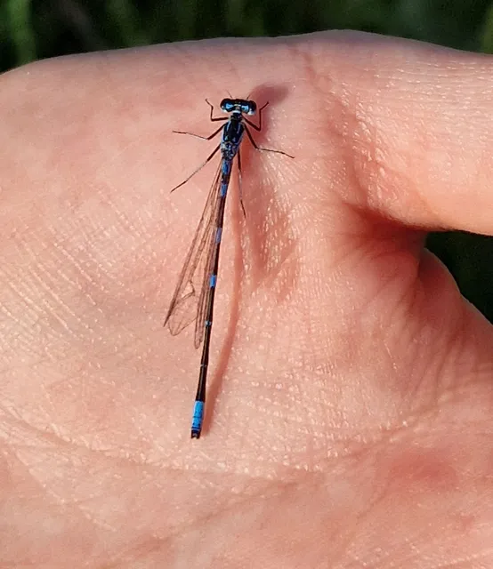 Coenagrion pulchellum - karcsú légivadász