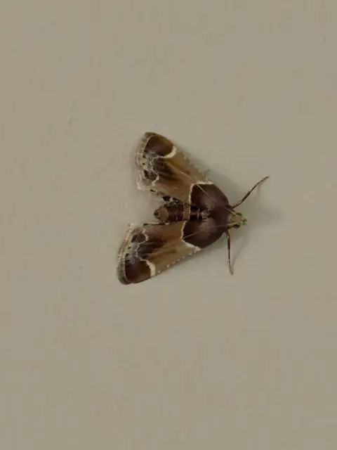 Pyralis farinalis - lisztilonca