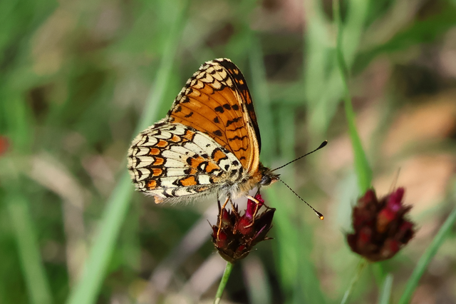 Melitaea ornata kovacsi - magyar tarkalepke