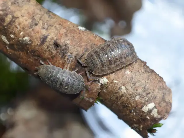 Isopoda - Ászkarákok