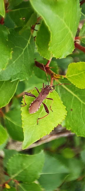 Camptopus lateralis - görbelábú karimáspoloska