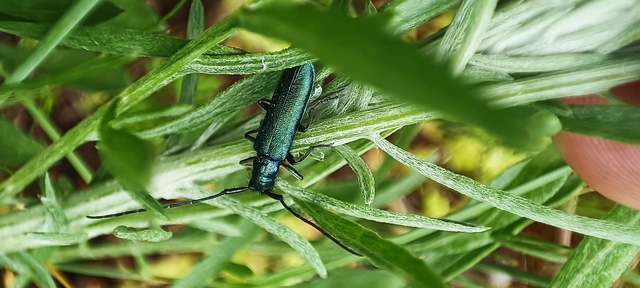 Agapanthia violacea - kék somkórócincér
