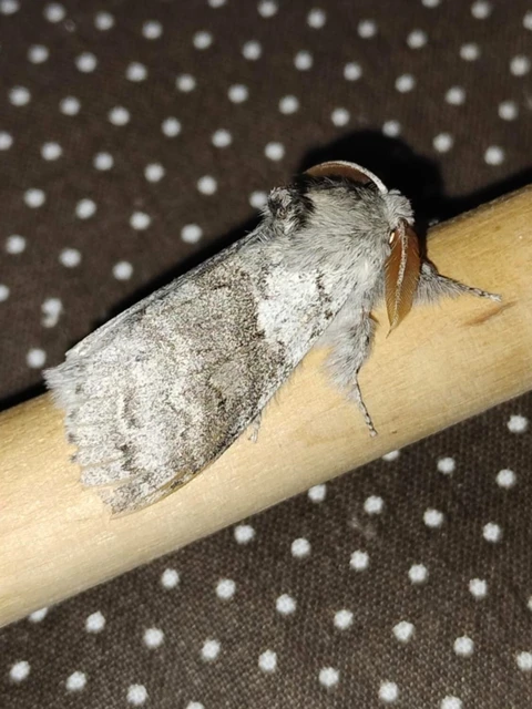 Calliteara pudibunda - hamvasszövő
