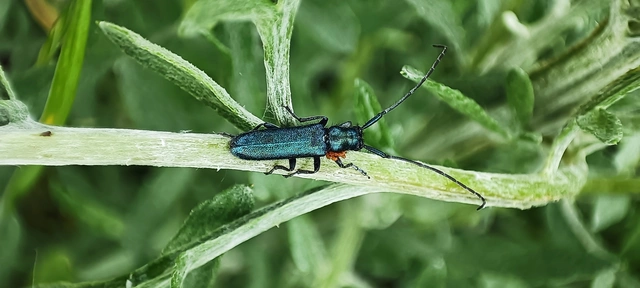 Agapanthia violacea - kék somkórócincér