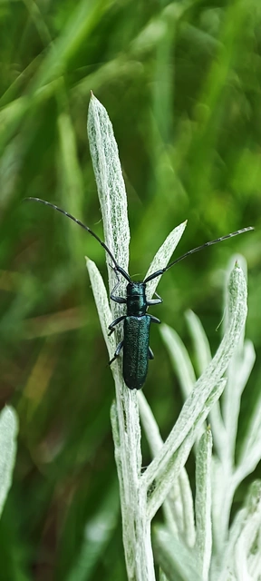 Agapanthia violacea - kék somkórócincér