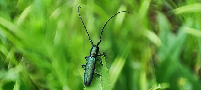 Agapanthia violacea - kék somkórócincér
