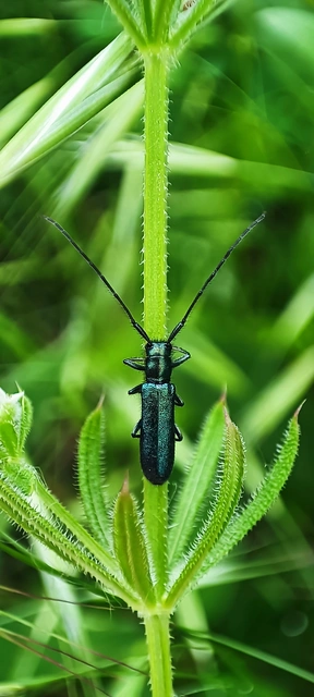 Agapanthia violacea - kék somkórócincér