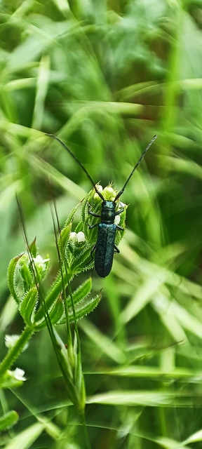 Agapanthia violacea - kék somkórócincér