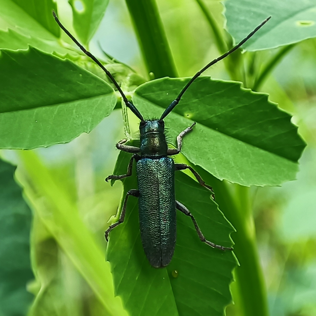 Agapanthia violacea - kék somkórócincér