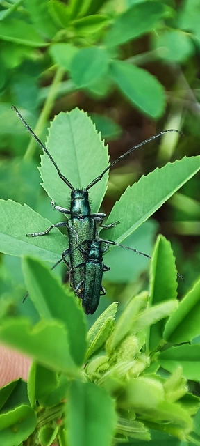 Agapanthia violacea - kék somkórócincér