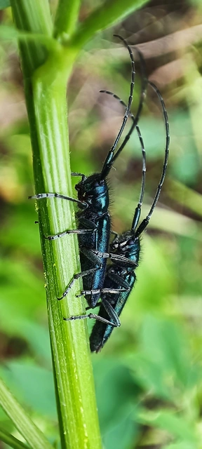 Agapanthia violacea - kék somkórócincér