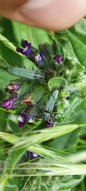 Phytoecia coerulescens - kígyósziszcincér