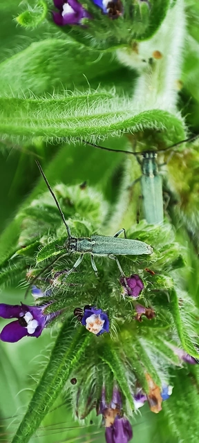 Phytoecia coerulescens - kígyósziszcincér