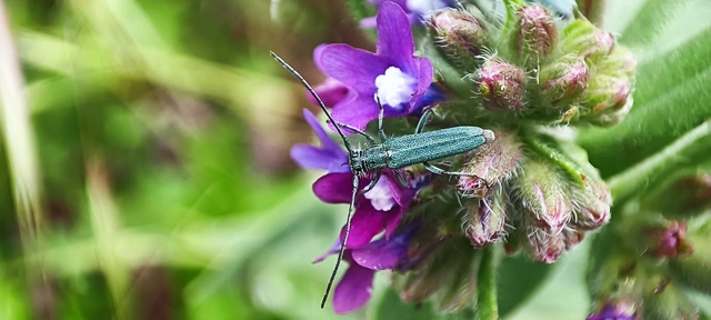 Phytoecia coerulescens - kígyósziszcincér
