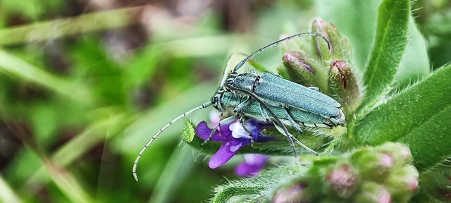 Phytoecia coerulescens - kígyósziszcincér