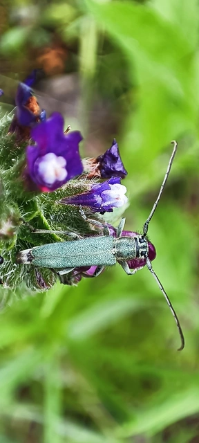 Phytoecia coerulescens - kígyósziszcincér