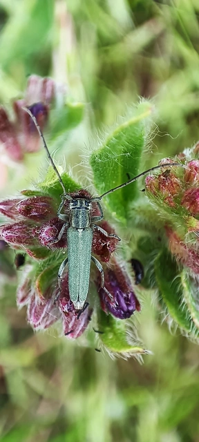 Phytoecia coerulescens - kígyósziszcincér