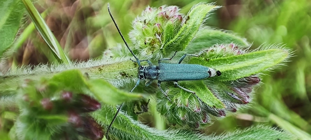 Phytoecia coerulescens - kígyósziszcincér